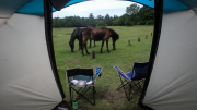 Ashurst New Forest Camping May 2017