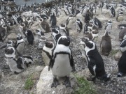 Bettys Bay African Penguin Colony