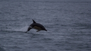 Boat Cruise Out To the Fastnet