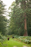 Camping in the New Forest 2014