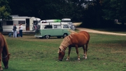 Camping in the New Forest 2014