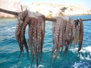 Fresh Octopus Drying Out For Lunch