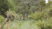 Kruger Park 2016