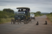 Kruger Park Baboons