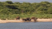 Kruger Park Elephant