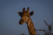 Kruger Park Game Drive Giraffe