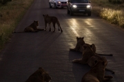 Kruger Park Game Drive Lions