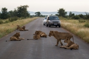 Kruger Park Game Drive Lions