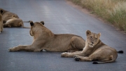 Kruger Park Game Drive Lions