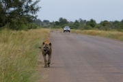 Kruger Park Hyena