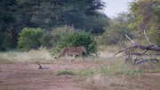 Kruger Park Lion Giraffe Stalk