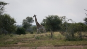 Kruger Park Lion Giraffe Stalk