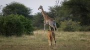 Kruger Park Lion Giraffe Stalk