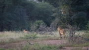 Kruger Park Lion Giraffe Stalk