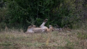 Kruger Park Lions