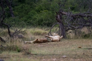 Kruger Park Lions