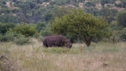 Kruger Park Rhino