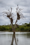 Kruger Park Sunset Dam