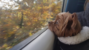 Mia on the Train To Walton November 2017