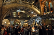 Natural History Museum After Hours Lates