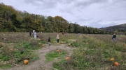 Poynings Pumpkin Patch October 2026