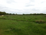 Richmond Park Deer