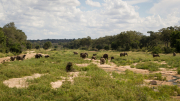 South Africa April 2017 Kruger Park