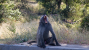 South Africa April 2017 Kruger Park