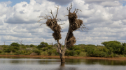 South Africa April 2017 Kruger Park