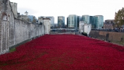 Tower of London Poppies