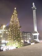 Trafalgar Square Xmas Tree