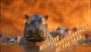 Wildlife Photographer of the Year