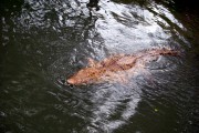 Zambezi Croc